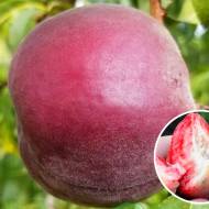 Саджанець Персик Ред Робін в контейнері